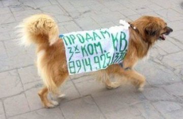 Описание изображения