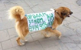 Описание изображения