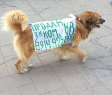 Описание изображения